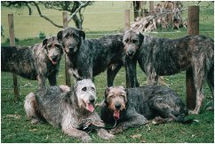 Irish Wolfhounds portrait